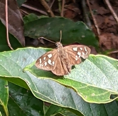 Hyalothyrus nitocris