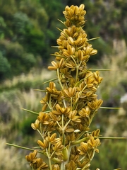 Aciphylla scott-thomsonii