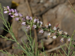 Tamarix ericoides