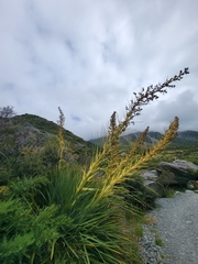 Aciphylla scott-thomsonii
