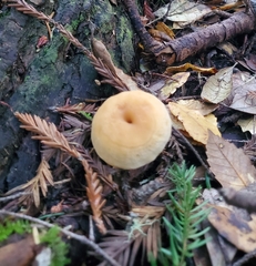 Hydnum oregonense