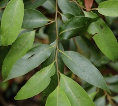 Cryptocarya glaucescens