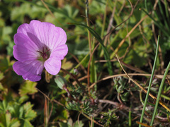 Geranium magniflorum