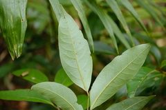 Cryptocarya glaucescens