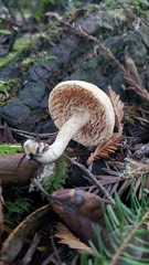 Hydnum oregonense