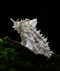 Akanthomyces