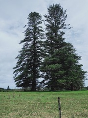 Araucaria heterophylla