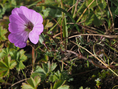 Geranium magniflorum