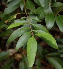 Cryptocarya glaucescens