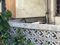 Turdus chrysolaus