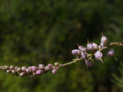 Tamarix ericoides