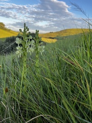 Habenaria epipactidea