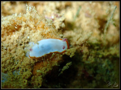 Goniobranchus verrieri
