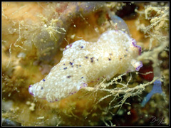 Pseudoceros goslineri