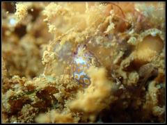 Lamprohaminoea ovalis