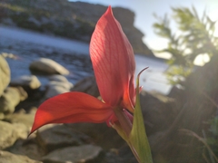 Disa uniflora