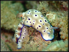 Hypselodoris tryoni