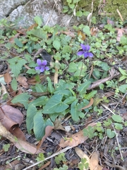 Viola philippica pseudojaponica