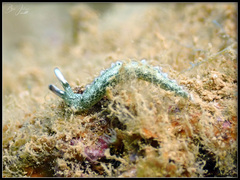 Thuridilla carlsoni