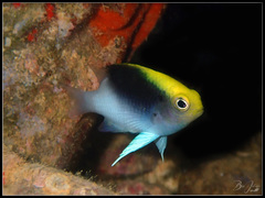 Chrysiptera rollandi