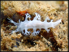 Tritoniopsis elegans