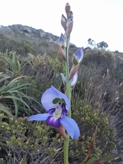 Disa graminifolia