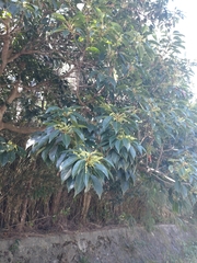 Elaeocarpus japonicus