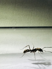 Neoponera aenescens