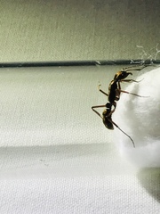 Neoponera aenescens
