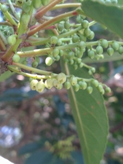 Elaeocarpus japonicus