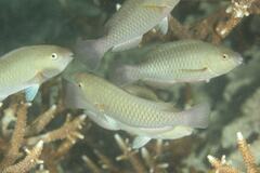 Scarus rivulatus