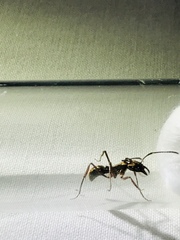 Neoponera aenescens