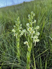 Habenaria epipactidea