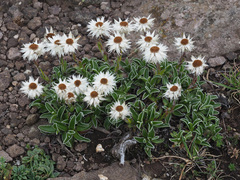 Helichrysum marginatum