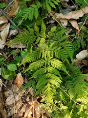 Tectaria devexa