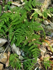 Tectaria devexa