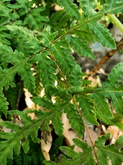 Tectaria devexa