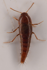 Sepedophilus