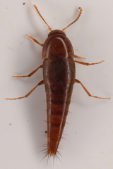 Sepedophilus