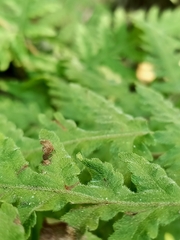 Tectaria devexa