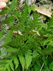 Tectaria devexa