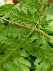 Tectaria devexa
