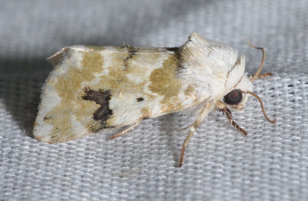 Goldenrod Flower Moth