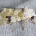 Goldenrod Flower Moth - Photo (c) Andy Reago & Chrissy McClarren, some rights reserved (CC BY)
