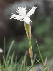 Dianthus basuticus basuticus