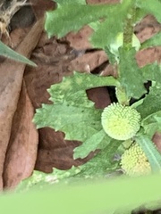 Centipeda cunninghamii