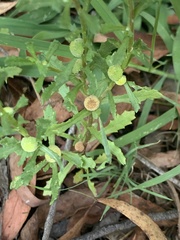 Centipeda cunninghamii