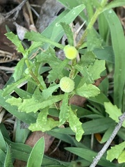 Centipeda cunninghamii