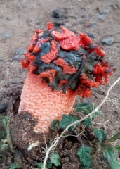 Lysurus corallocephalus