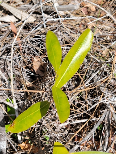 Geobalanus oblongifolius